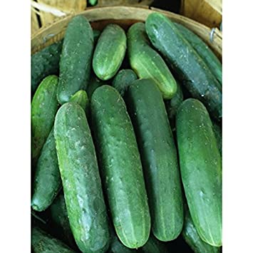 Green Salad cucumber