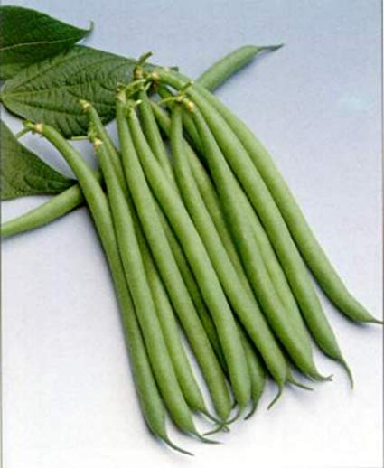 Haricot beans