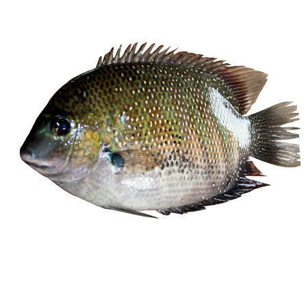 Karimeen